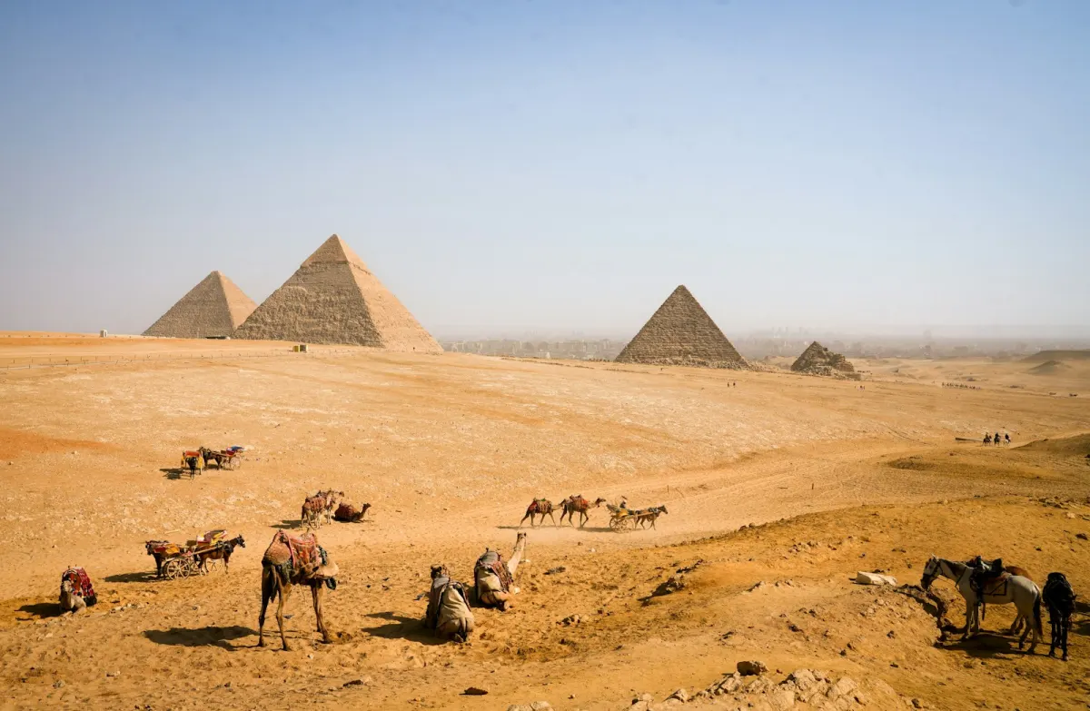 جِمال ترتاح قرب الأهرامات في الصحراء المصرية