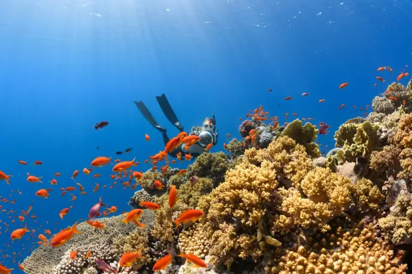 Ein Taucher schwimmt über ein farbenfrohes Korallenriff im Roten Meer